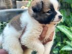 Pomeriyan puppies