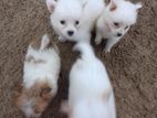 Pomeranian Puppies