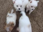 Pomeranian Puppies