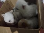 Pomeranian Puppies