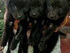 Pomeranian Puppies