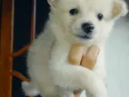 Pominarian Puppy