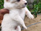 Pominariyan Puppy