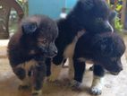 Pomanariyan Puppies