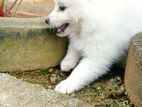 Pomeranian Puppies