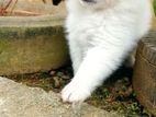 Pomeranian Puppies