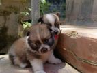 Pomeranian Puppies