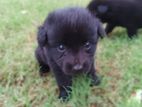 Pomeranian Puppies