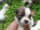 Pomeranian Puppies