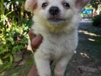 Pomeranian Puppy