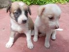 Pominerian Puppies