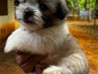 Shih Tzu Cross Puppies