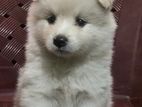 Pomanerian Puppies