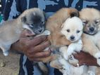 Pomeranian Puppies