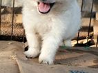 Pomeranian Puppy