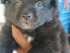 Pommanerion Puppy