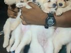 Pomeranian Puppies