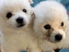 Pomeranian Puppies