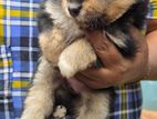 Pommarian Puppy