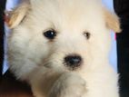 Pomeranian Puppies