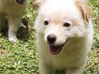 Pommenarian puppies for sale