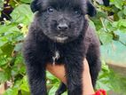 Pomeranian Puppy