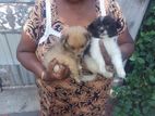 Pommeranian Puppies