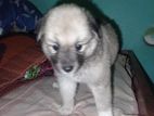 Pommerian Puppy