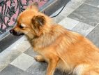 Pommerian Dog