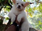 Pomeranian Puppy