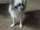 Pomeranian Dog