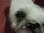 Pomeranian Dog
