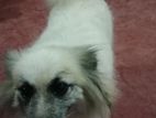 Pommerian Dog