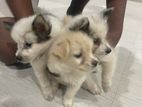 Pommerian Puppies