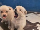 Pomeranian Puppies