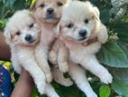 Pommerian Puppies