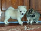 Pomeranian Puppies