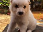Pommerian puppies