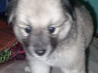 Pomeranian Puppy