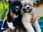 Pomeranian Puppy