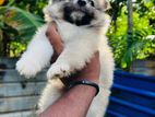 pommerian puppy