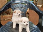 Pomeranian Puppies