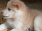 Pomeranian Puppies