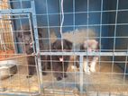 Pomeranian Puppies
