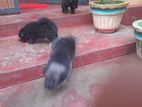 Pomeranian Puppies