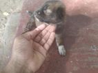 Pomeranian Puppy