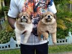 Pomeranian Puppies