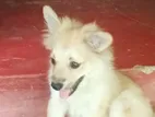 Pomeranian Puppy