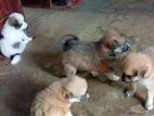 Pommeriyan Puppy