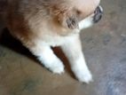 Pomeranian Puppy